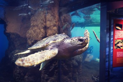 Visite de l’aquarium Nausicaa