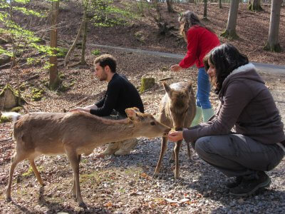 Stage d’insertion professionnelle en parc zoologique