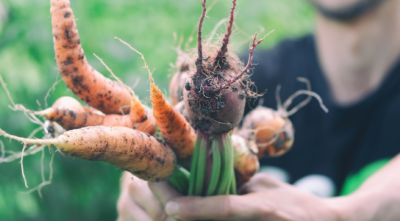 Le Bachelier en Systèmes alimentaires durables et locaux : une formation d’avenir